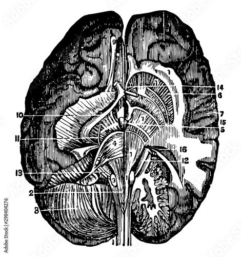 Course of the Spinal Marrow, vintage illustration