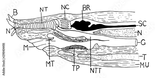 Hagfish Anterior, vintage illustration