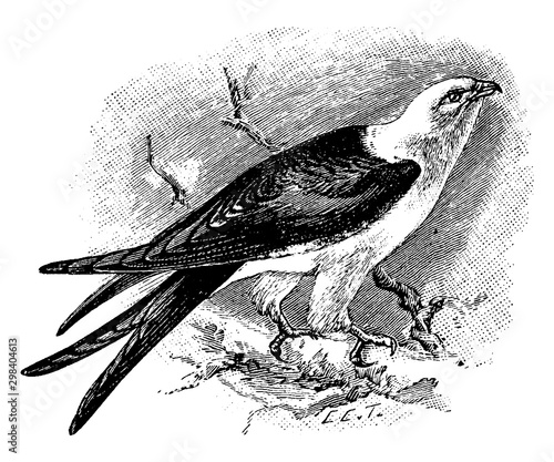 Swallow Tailed Kite, vintage illustration.