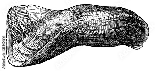 Arca tortuosa, vintage illustration.