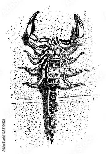 Scorpion, vintage illustration.. photo