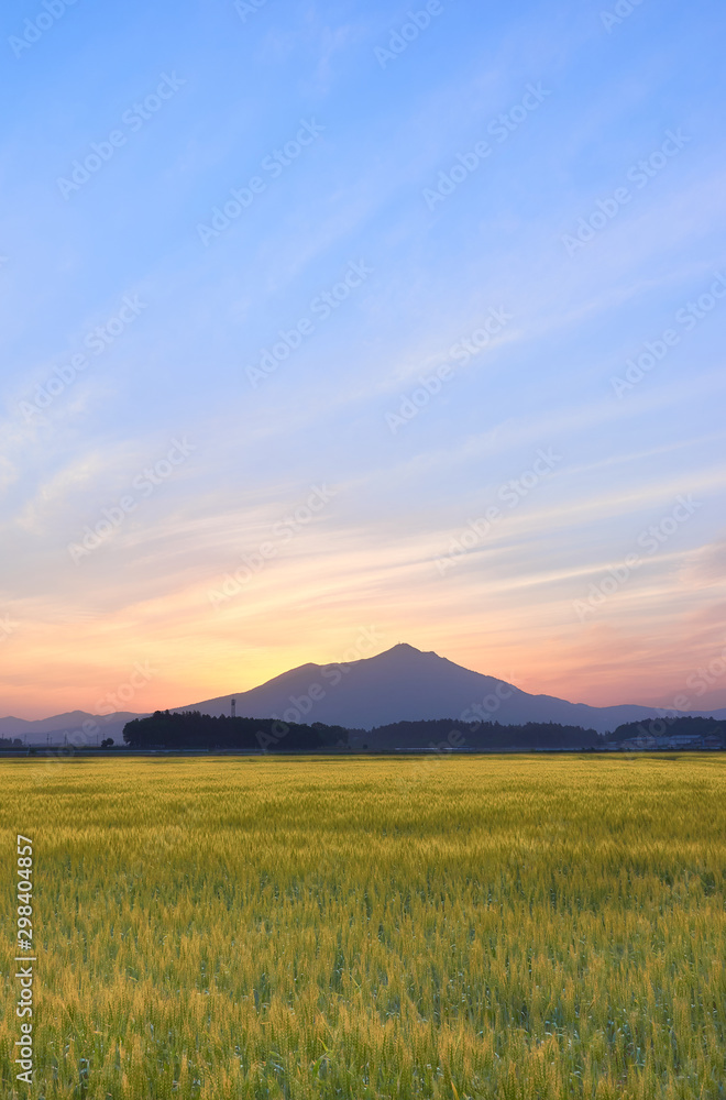 Fototapeta premium 筑波山 麦畑 大空 早朝
