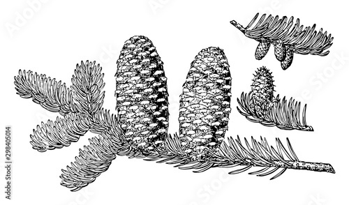 Pine Cone of Fraser Fir vintage illustration.