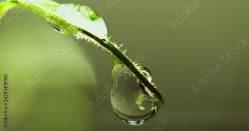 young plants are growing in soil on seedling pot plate, watering by spraying to the small tamomo plants, close up with details on water dew, safety food, nature, environment and ecology concept.