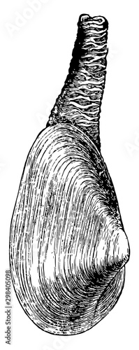 Photography Mya arenaria, vintage illustration.