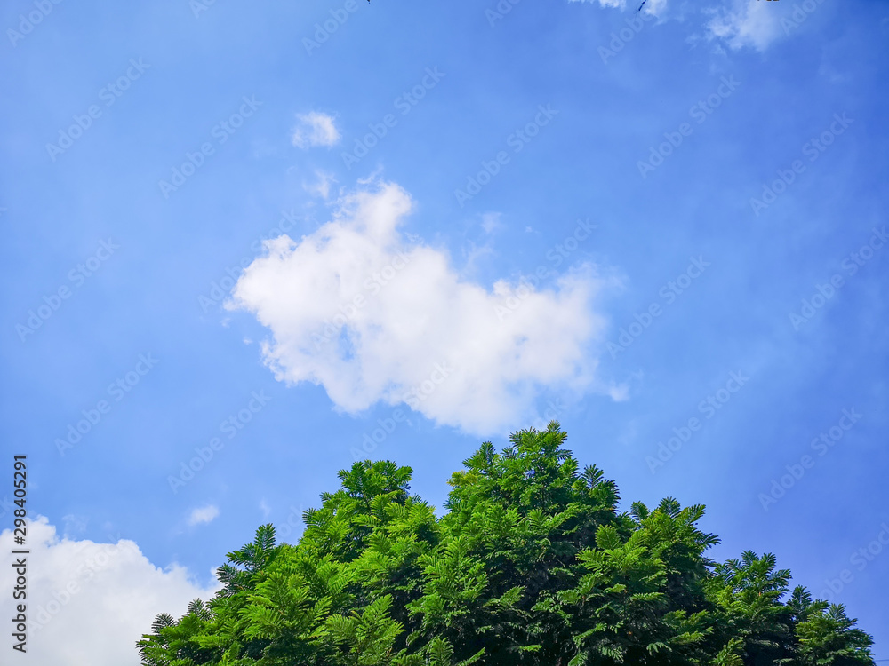 Fresh green tree and fluffy white clouds blue sky background.