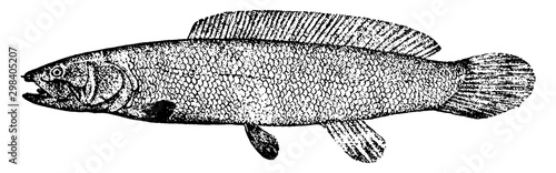 Bowfin, vintage illustration.