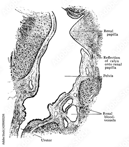 Sagittal Section Through Sinus of Kidney, vintage illustration.