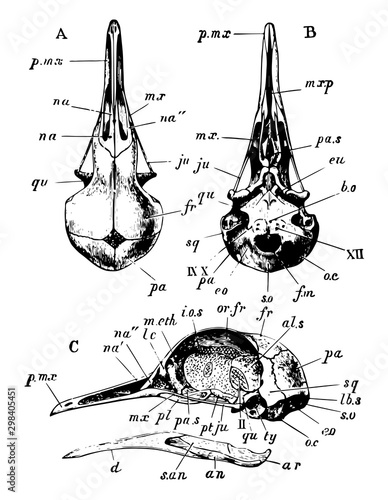 Rock Pigeon Skull, vintage illustration