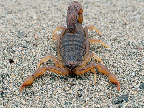 Front view of an alligator back scorpion, Hottentotta hottentotta, on sand. This species is distributed widely in western and central Africa
