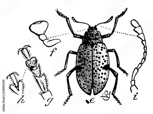 Fungus Beetle, vintage illustration. photo