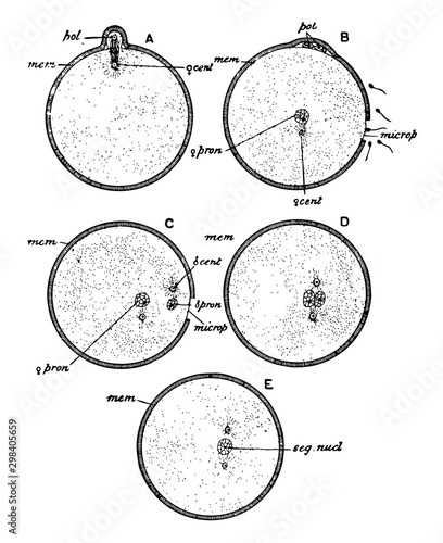 Ovum Fertilization, vintage illustration