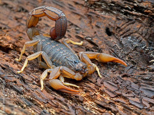 An alligator back scorpion, Hottentotta hottentotta, resting on bark, 3/4 view. This species is distributed widely in western and central Africa.