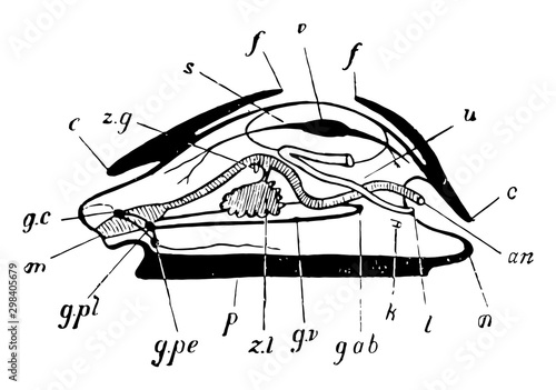 Mollusc Parts, vintage illustration.