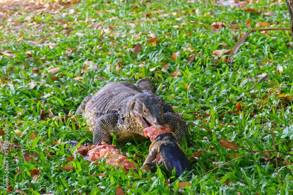 Varanus salvator. 