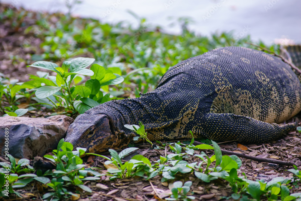 Varanus salvator. Varanus salvator.