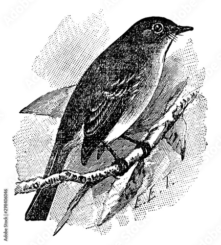 Traill Flycatcher, vintage illustration.