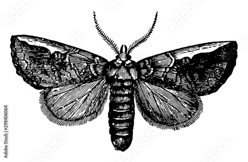 Edema, vintage illustration.