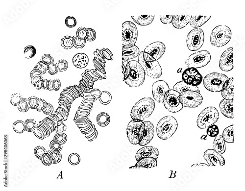 Corpuscles of Human and Animal Blood, vintage illustration photo