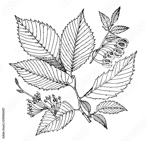 Elm Leaves vintage illustration.