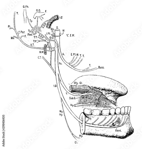 Inferior Maxillary Nerve, vintage illustration.