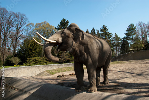 an elephant stands in an enclosure in a zoo