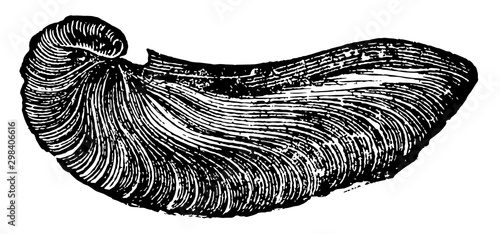 Gryphea, vintage illustration.