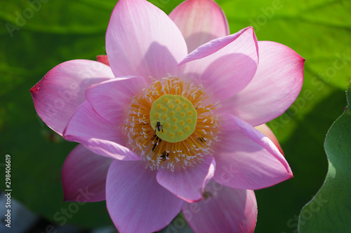 Pink lotus flower with bee under sunlight 