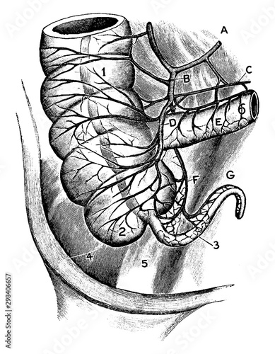 Arterial Blood Supply of the Cecum and Appendix, vintage illustration.