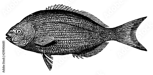 Bermuda Chub, vintage illustration.