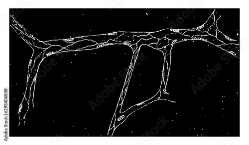 Capillaries Showing Nucleated Endothelial Membrane, vintage illustration