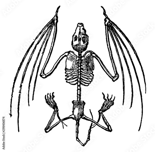 Fotografie, Tablou Bat Skeleton, vintage illustration.