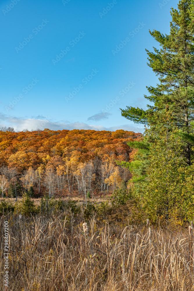 Fototapeta premium Fall colours (colors) with evergreen landscape