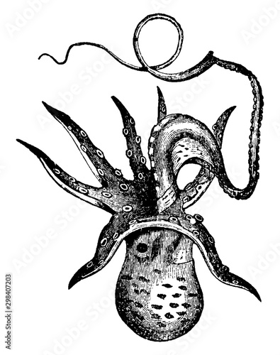 Argonauta argo, vintage illustration.