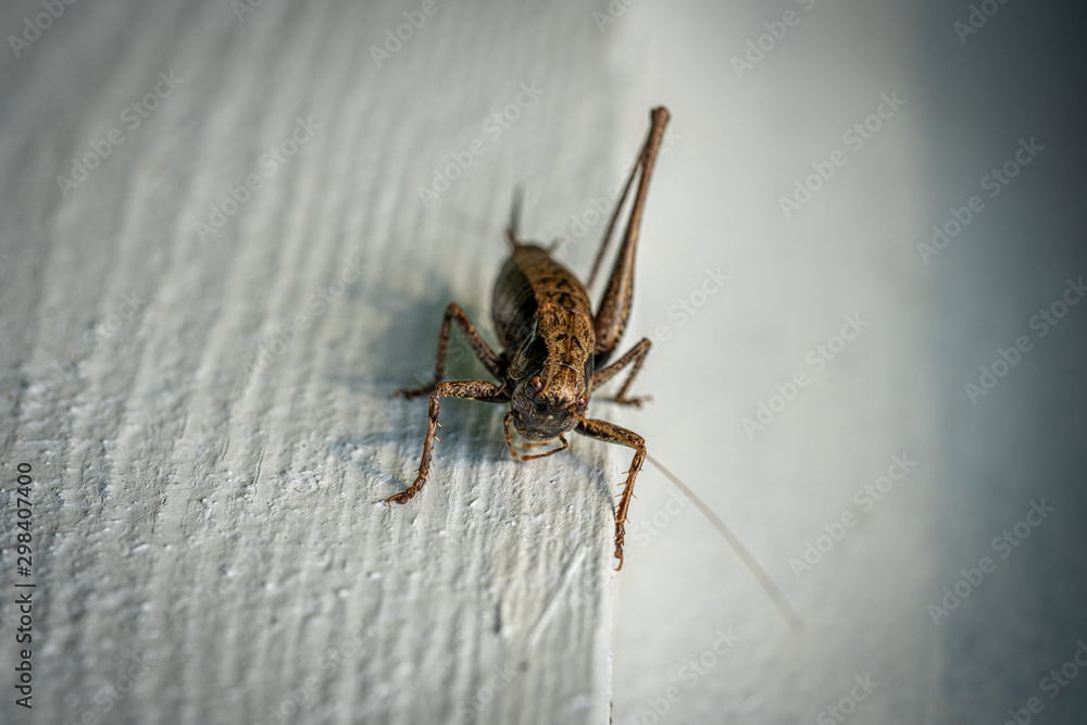 Obraz premium a macro shot of a brown grasshopper sitting on a white wall