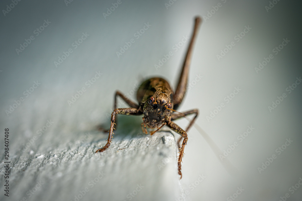 a macro shot of a brown grasshopper sitting on a white wall a macro shot of a brown grasshopper sitting on a white wall