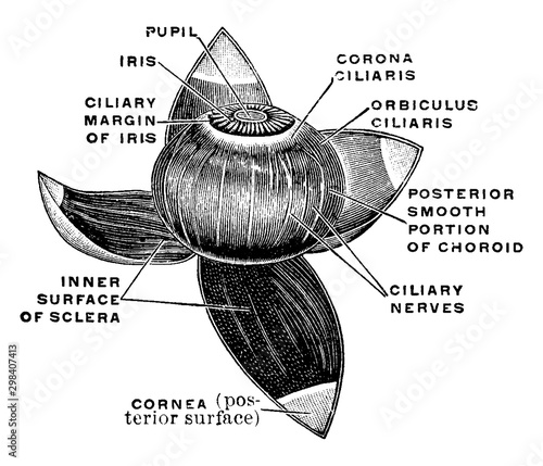Vascular Coat of the Eye, vintage illustration.