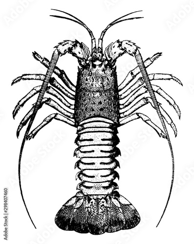 Crawfish, vintage illustration.