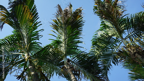 The Palm tree leaves outdoors