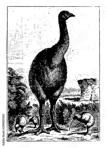 Moa, vintage illustration.