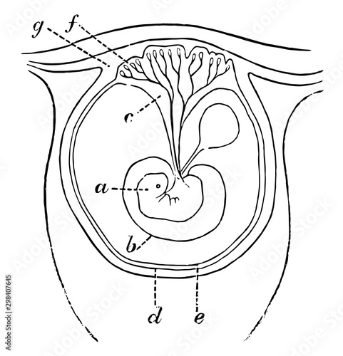 Early Formation of the Placenta, vintage illustration.