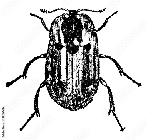 Canvas Print Carrion Beetle, vintage illustration.