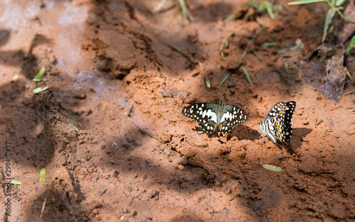 The lime butterfly  Scientific name  Papilio demoleus malayanus Wallace   on the ground.