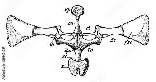 Frog Pectoral Girdle, vintage illustration