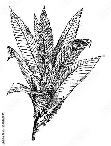 Chestnut vintage illustration.