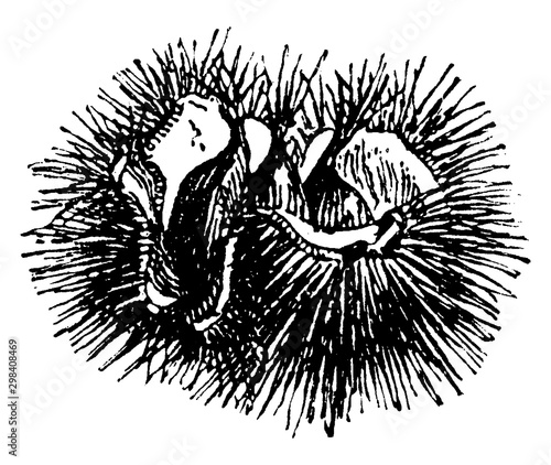 Chestnut vintage illustration.
