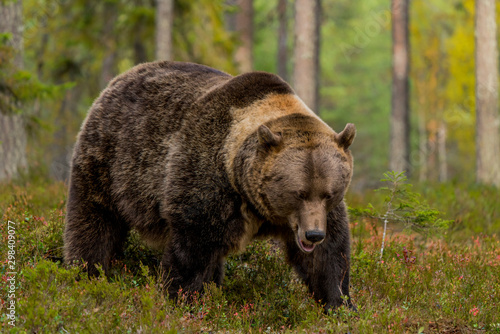 Brown bear in the taiga forest