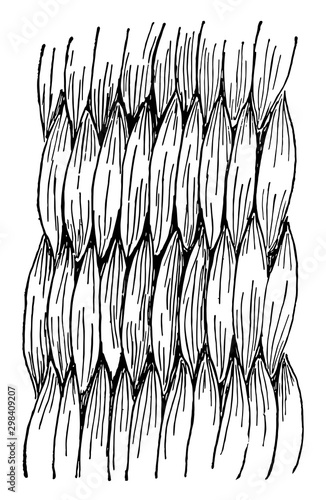 Wicker Work Basket Weave, Another common style is wicker work so frequently seen in willow baskets, vintage engraving.