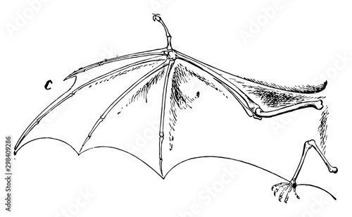 Bat Wing, vintage illustration.