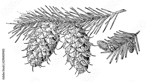 Photos Pine Cone of Douglas Spruce vintage illustration.